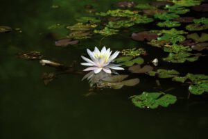 water-lily-g4b1b45a7e_640