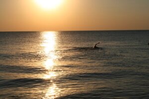 swimmer-661819_640